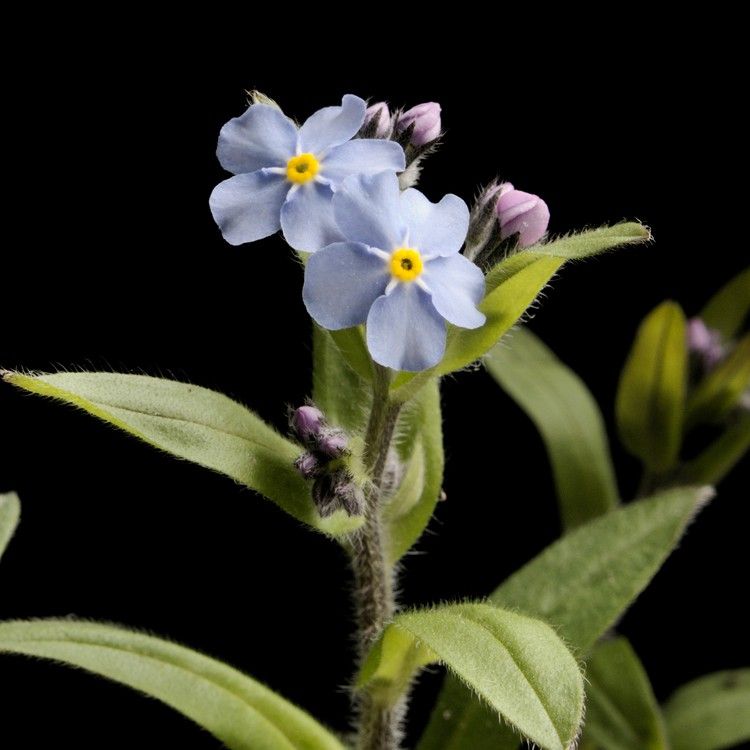 Myosotis Baltica ナヨナヨワスレナグサ