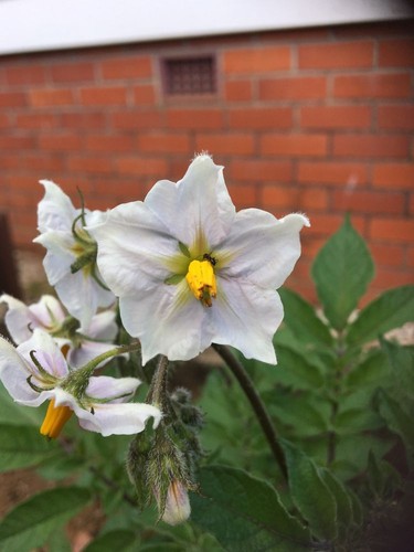 Diamond flowers (Stenaria nigricans) Flower, Leaf, Care, Uses - PictureThis