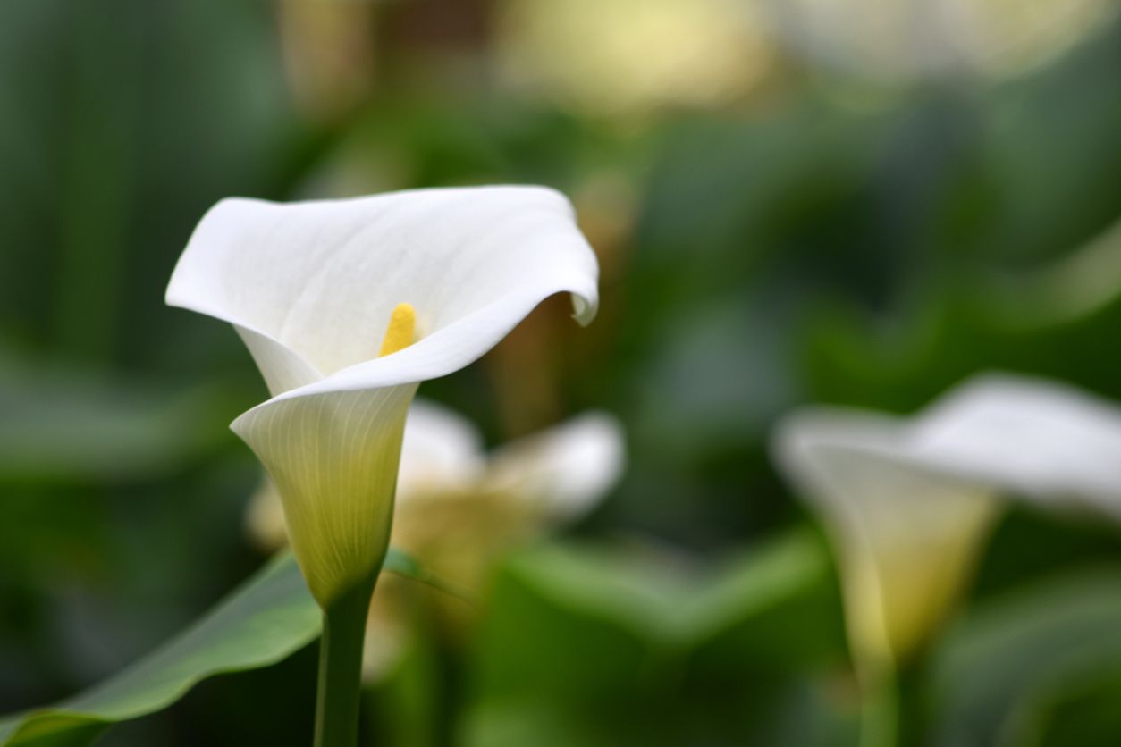 Flower Of The Week Calla Lily