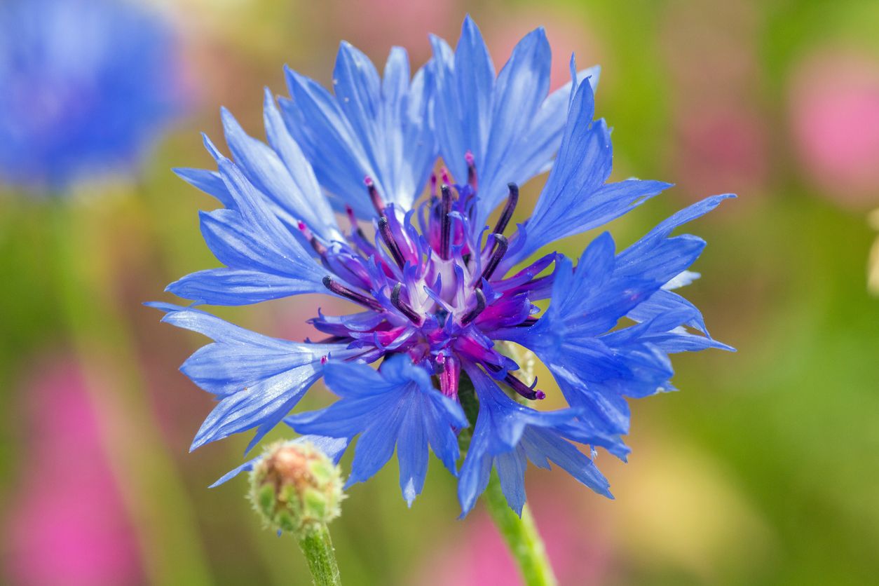 Flower Of The Week Cornflower