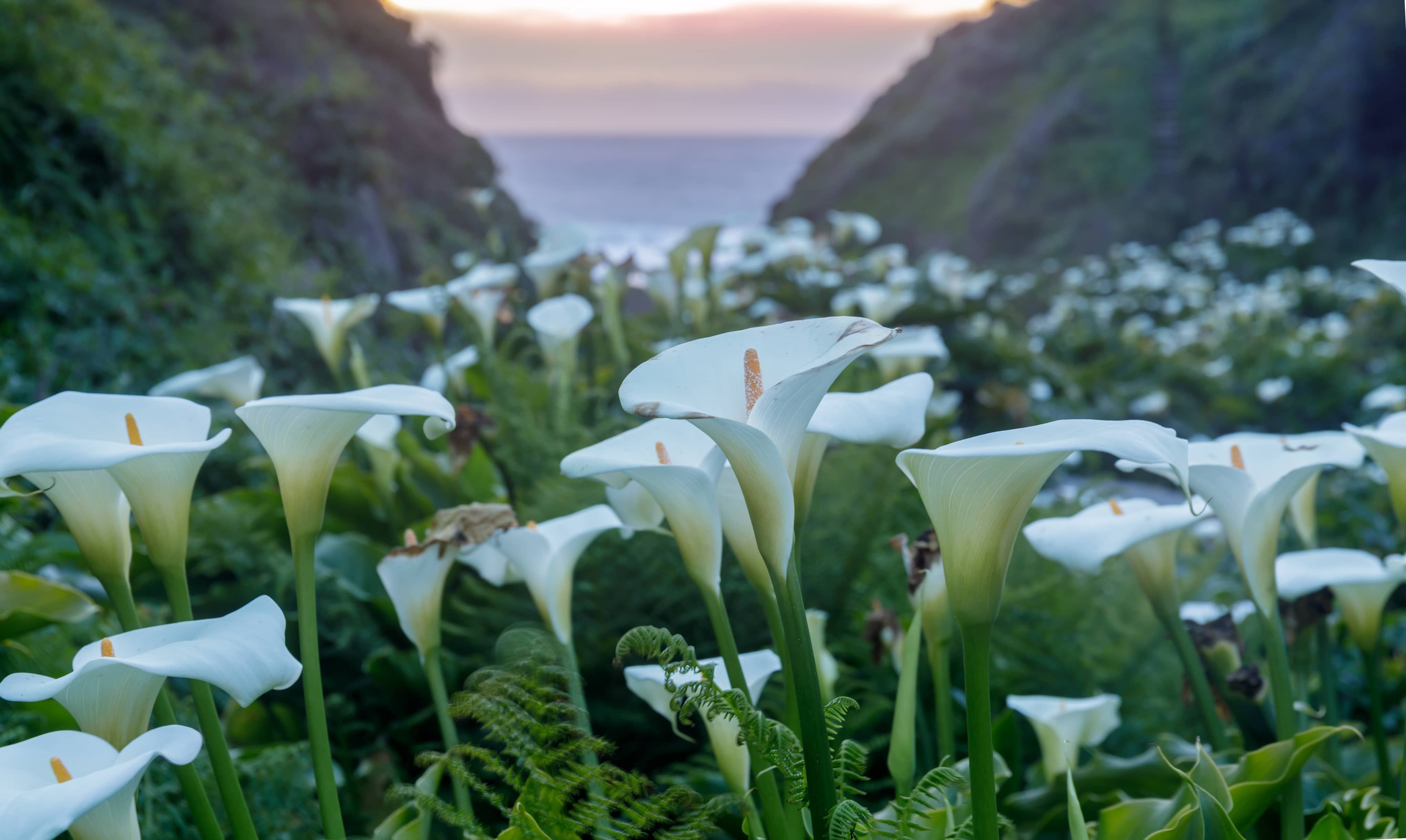 flower-of-the-week-calla-lily