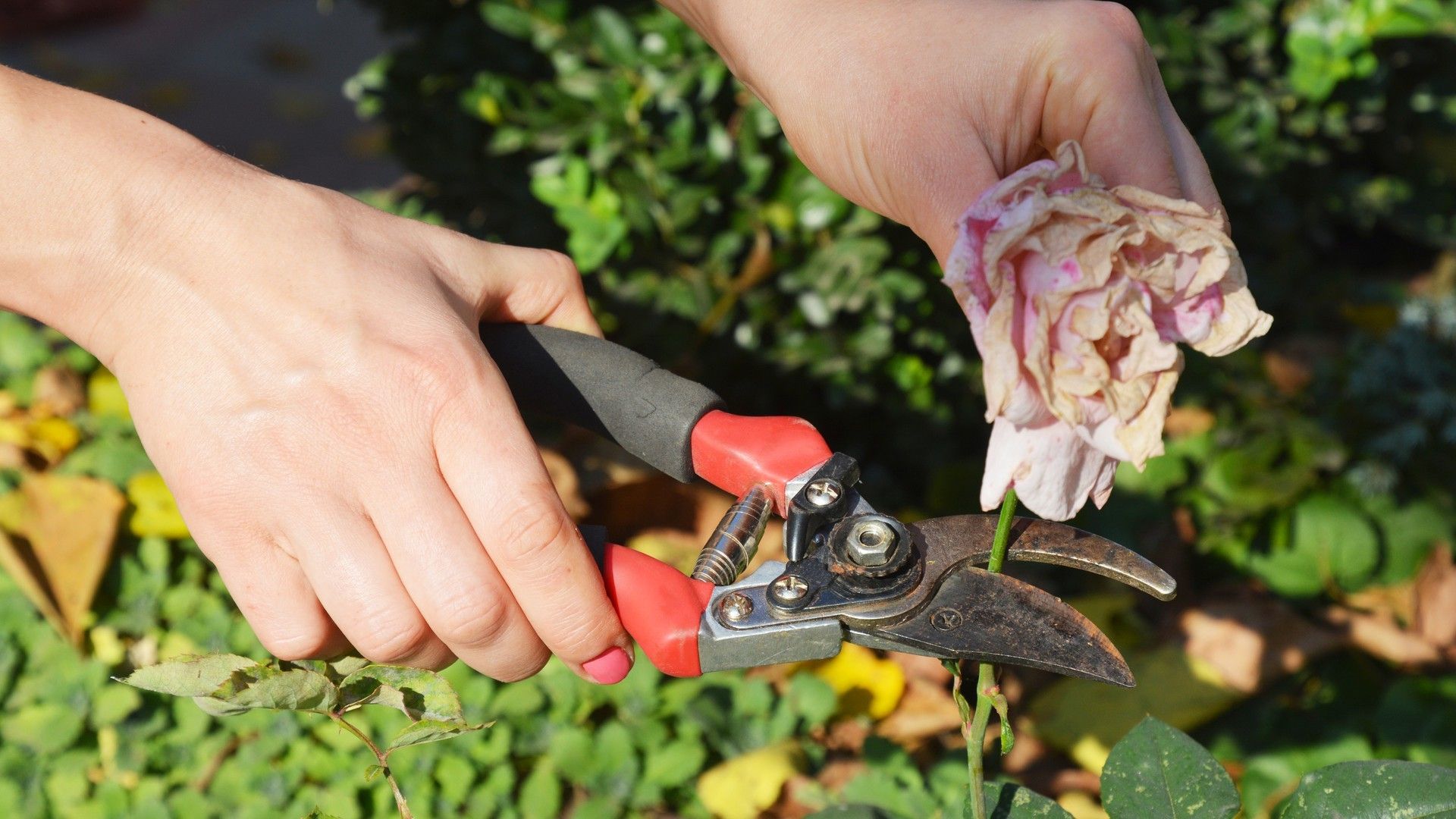 Como Eliminar Las Langostas De Mis Plantas