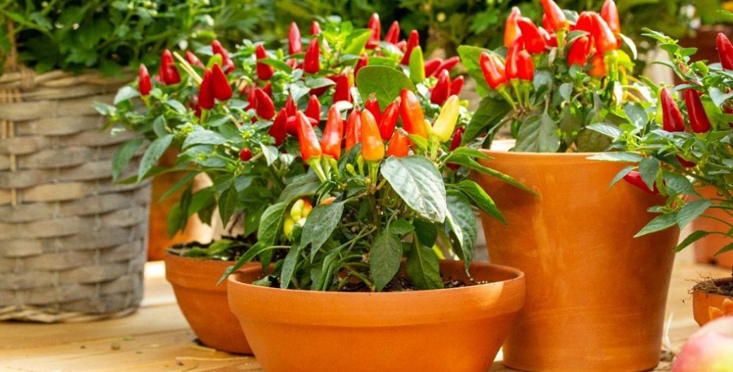 12 Easy Vegetables to Grow Indoors