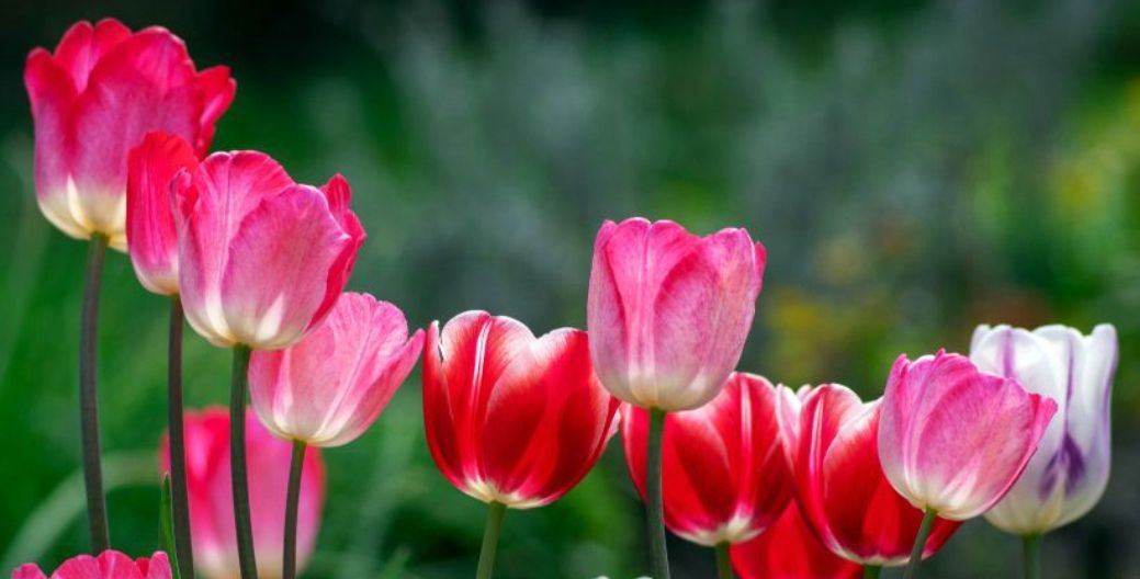 12 Plants That Symbolize Love and Romance