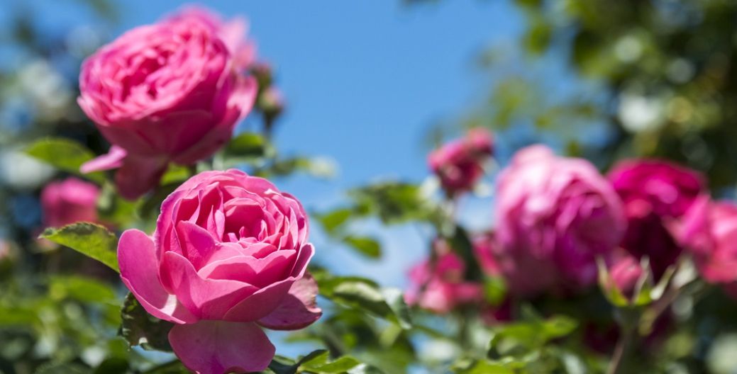 Blume der Woche: China-rosa