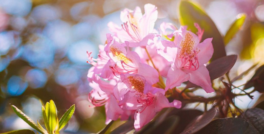 15 Favorite Pink-Flowered Plants for Your Garden