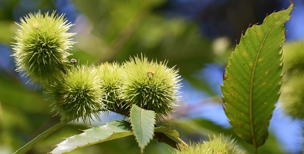 Trees That Bear Edible Nuts