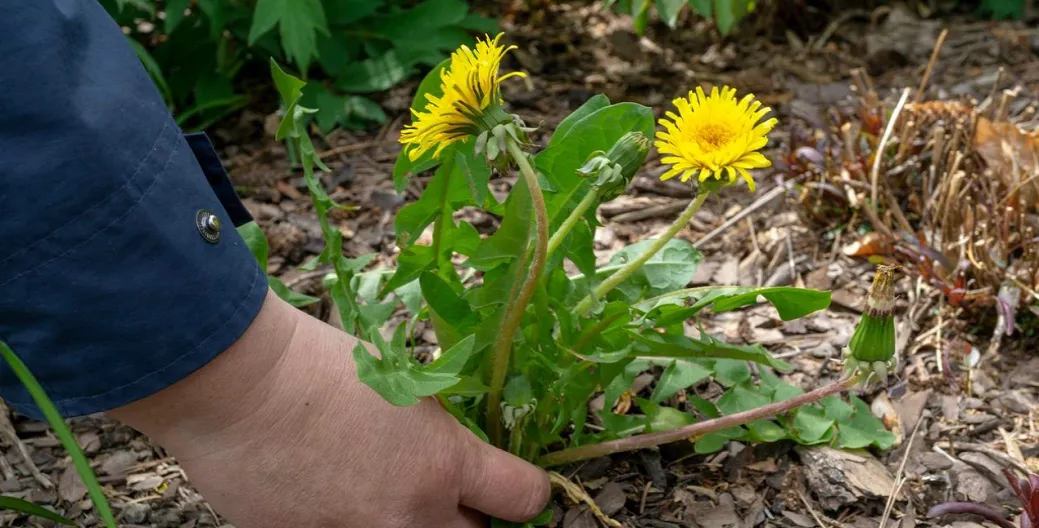 Time to Remove Weeds! What You Need to Know