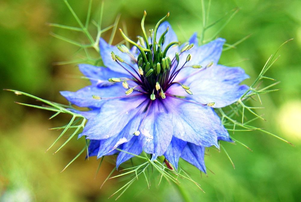 20 Flowers That Make Beautiful Cut Arrangements